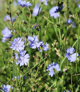 Cichorium intybus